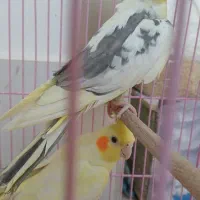 عروس هلندی ارزون
