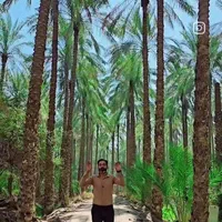 پالم فونیکس لاتانیا بزرگترین مزرعه نخل ایران|خدمات باغبانی و درختکاری|کرج, مهرویلا جنوبی|دیوار