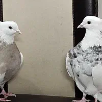 کبوتر