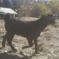 بزغاله شیر مست پاکستانی|حیوانات مزرعه|داران, |دیوار