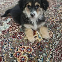 حیوان خانگی