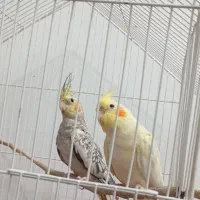 دو جفت عروس هلندی و پاریس