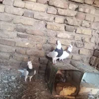 کفتر|پرنده|سده (خراسان جنوبی), |دیوار