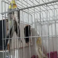 عروس جفت  کار