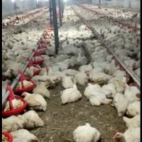 شهرک ازادی کود مرغداری گوشتی