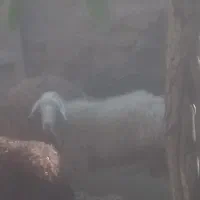 گوسفند|حیوانات مزرعه|فیروزآباد (لرستان), |دیوار