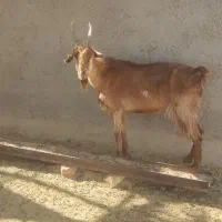 بز مناسب|حیوانات مزرعه|شیراز, ارم|دیوار