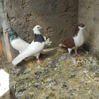 کبوتر|پرنده|شیراز, کوشک میدان|دیوار