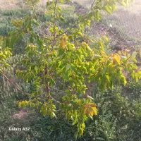 باغ|فروش خانه و ویلا|خواجه, |دیوار