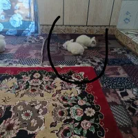 خرگوش لپ چشم آبی