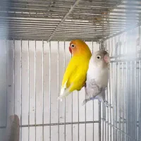 یک جفت کوتوله فیشر طلایی و سفید مولد