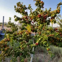 باغچه ۱۱۰۰ متری|فروش خانه و ویلا|رباط‌کریم, کاظم‌آباد|دیوار