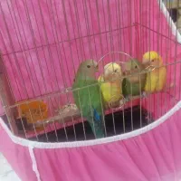 پرنده|پرنده|ملارد, |دیوار