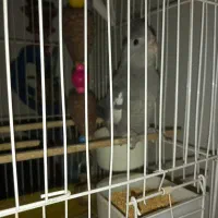 جوجه عروس دونخور معاوضه|پرنده|ری, سیزده آبان|دیوار