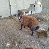 بره نر هترو