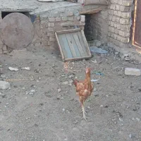 لاری 600هزار