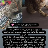 واگذاری میلو خانوم