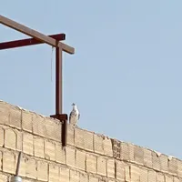 کبوتر ،سرخ،سوسکی،کله دم سبز ، دمگیر|پرنده|اصفهان, دوطفلان|دیوار