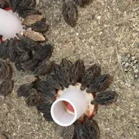 بلدرچین بالغ تخمگذار