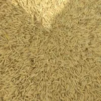 فروش شالی دمسیاه