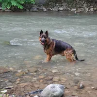 پیدا کردن جفت|سگ|بندر انزلی, پاسداران|دیوار