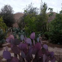 باغچه با زمین مسکونی ورامین روستای هفتجوبه|فروش زمین و ملک کلنگی|جوادآباد, |دیوار
