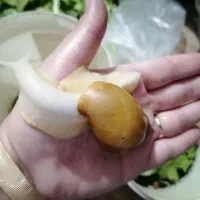 حلزون هاهمه فروشی|خزنده|نیشابور, باغ نو|دیوار