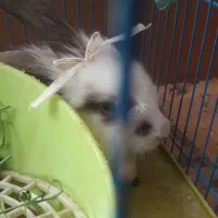 خرگوش گمشده|حیوانات|دورود, |دیوار