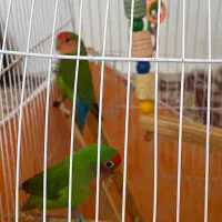 طوطی|پرنده|سبزوار, فرهنگیان|دیوار
