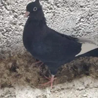 کبوتر قارا ماده هفت به هشت