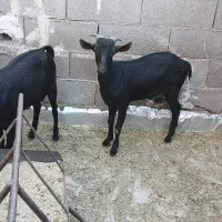 بز مورسیاه|حیوانات مزرعه|بندر ماهشهر, |دیوار