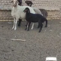 فروش یک راس میش زاییده جوان و قلمدار