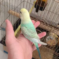 مرغ عشق رینبو