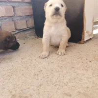 سگ نگهبان|سگ|چابهار, |دیوار