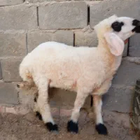 بره نروماده وطنی|حیوانات مزرعه|زابل, |دیوار