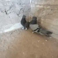 جفت سبز کلایی|پرنده|بم, |دیوار