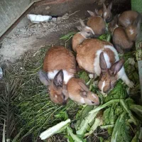 بچه خرگوش سرحال و پر جنب و جوش