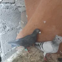 ۴ عدد کفتر مفت دونه ای ۱۵۰ حراج