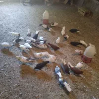 پرنده کفتر