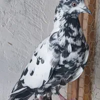 کبوتر پرشی|پرنده|گرگان, |دیوار