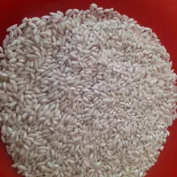 برنج عالی برای انواع پخت مخلوط مانند عدس پلو