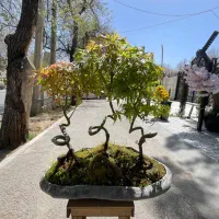 انواع بنسای کلکسیونی