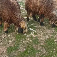 بره ماده بختیاری