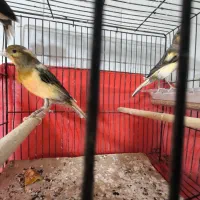 قناری|پرنده|تاکستان, |دیوار