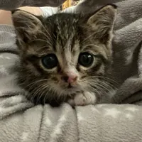 گربه کوچولو دستی و آروم