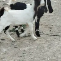 دوعددکولار بزغاله پاکستانی اصل گوش بلند تکه خورده|حیوانات مزرعه|ملکآباد, |دیوار