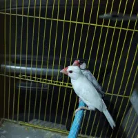 فنچ نرگسی معاوضه باعروس