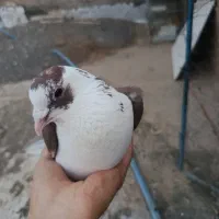 دوعدد کفتر