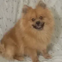 ۲۵۰۰۰۰۰ سگ پامرخرسی خوشگلم