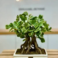 بونسای مصنوعی گل هدیه و رومیزی|گل مصنوعی|مشهد, شهید مطهری|دیوار